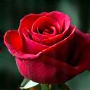 A single, perfectly bloomed rose with droplets of water, signifying confidence and elegance.