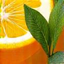 Bright citrus fruits and a sprig of fresh mint, symbolizing energizing scents.