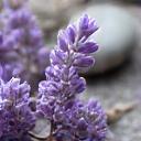 Soft lavender buds, chamomile flowers, and smooth river stones, symbolizing relaxation.